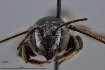 Media type: image;   Entomology 16256 Aspect: head frontal view